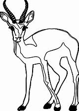 Antelope Staring Pronghorn Coloringbay Wecoloringpage sketch template