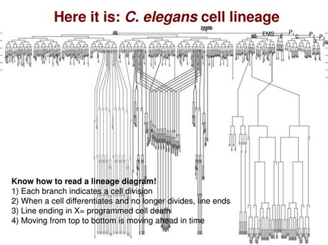 elegans   model system powerpoint    id