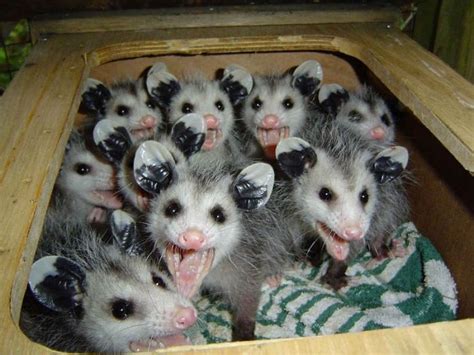 interesting possum pictures  facts animal wildlife