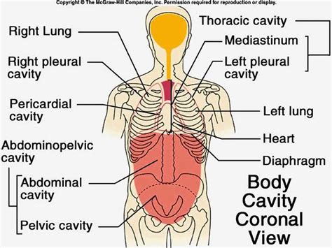 pictures  cavity anatomical