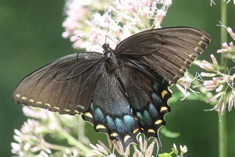 eastern tiger swallowtail female photograph  callen harty