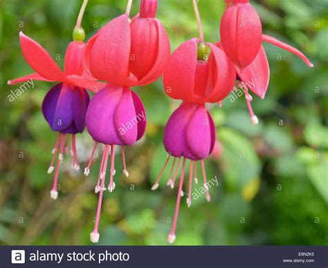 Lady S Eardrops Fuchsia Beautiful Exotic Flowers That