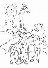 Giraffa Giraffe Stampare Naif Versione Pianetabambini Singolarmente sketch template