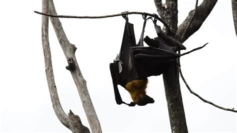Hanging Flying Fox Matting So Crazy Till Dried Branch Fall