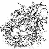 Nest Coloring Bird Pages Drawing Birds Color Beautiful Colouring Drawings Nests Printable Sketch Book Place Spring Tocolor Getdrawings Getcolorings Colorings sketch template