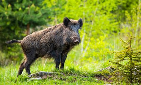 relentless wild boar attack  womans bicycle  steal