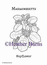 Coloring Flower Massachusetts State Book Mayflower Bubakids Pages Choose Board sketch template
