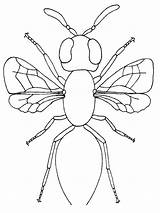 Coloring Insect Pages Printable Firefly Bug Realistic Parts Template Body Color Print Templates Getcolorings Kids Will Insider sketch template