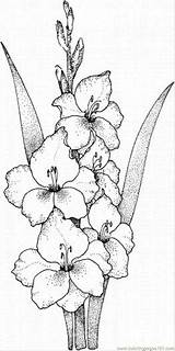 Gladioli Gladiolus sketch template