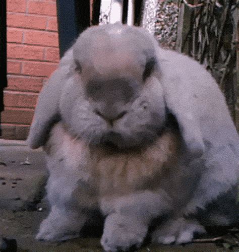 bunny scratch find and share on giphy