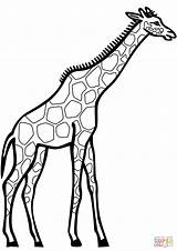 Giraffe Coloring Pages Drawing Printable Line Cartoon Clipart Cliparts Giraffes Dot Paper sketch template