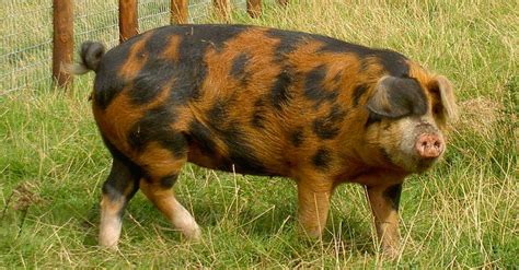 pig breeds  amazing