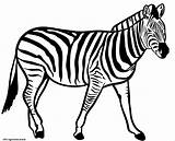 Coloriage Zebre Afrique Herbivores Espece sketch template