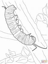 Caterpillar Coloring Oruga Monarch Mariposa Monarca Bruco Disegni Bruchi Bambini Supercoloring Cocoon sketch template