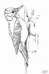 Bird Woodpecker Specht Downy Woodpeckers Burgess Oiseau sketch template