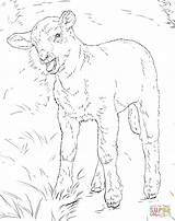 Lamb Pecora Colorare Realistic sketch template