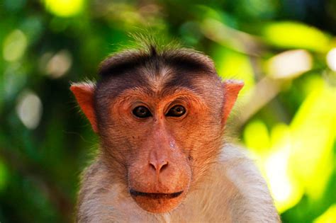 Wajah Monyet Kera Dalam Close Up Dengan Latar Belakang Hijau Foto Stok
