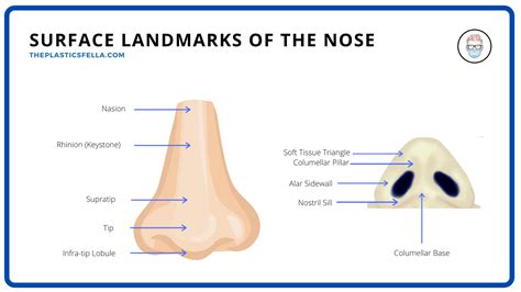 internal nose anatomy