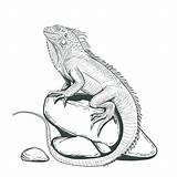 Iguana Lagarto Iguanas Erwachsenen Negro Lizard Piedra Adulta sketch template