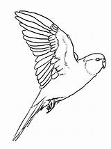 Parakeet Coloring Flying Parrot Drawing Carolina Bird Pages Drawings Bourke Lineart 51kb Getdrawings Choose Board Parakeets sketch template