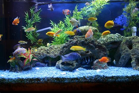 fish  aquarium blog   aquarium accessories