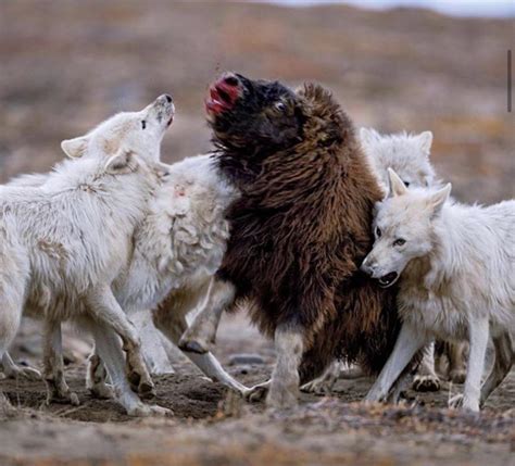arctic wolves owlcation