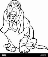 Hound Basset Coloring Dog Cartoon Pages Drawing Book Illustration Coon Purebred Cute Color Stock Getcolorings Fox Alamy Sketches Getdrawings Dogs sketch template