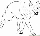 Coyote Coloring Pages Walking Drawing Howling Color Kids Getdrawings Coyotes Coloringpages101 Head Getcolorings sketch template