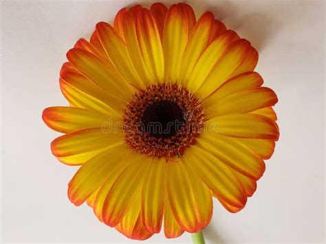 approach  yellow gerbera flower  red edge background  texture