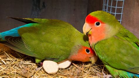 facts  love birds breeding    pair