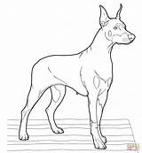 Coloring Doberman Pinscher Pages Dogs Realistic Drawing Printable Puppy Color Dog Supercoloring Print Super Drawings Getdrawings Designlooter Adult Version Click sketch template