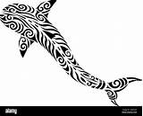Maori Shark Koru Stylised Change Stilisierte Fisch Cetacean Vectors sketch template