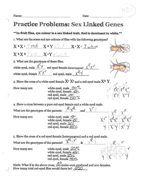 x linked traits worksheet answer key my pdf collection 2021