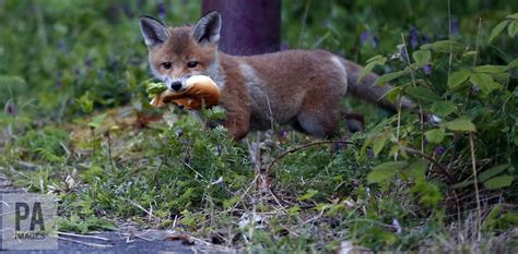 how the red fox adapted to life in our towns and cities