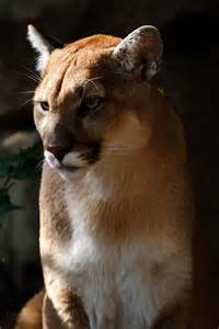 370 best images about cougars on pinterest beautiful cats caracal