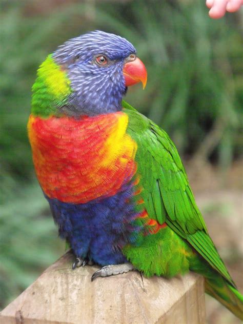 pate potpourri colorful birds  ava happy