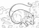 Coloring Pages Opossum Skunk Partridge Oposum Coloringtop sketch template