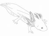 Axolotl Archaeology Sfu Ethnology Axolotls Exhibits Colour sketch template