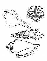 Conchas Seashell Colorear Vongola Seashells Molluschi Getcolorings sketch template