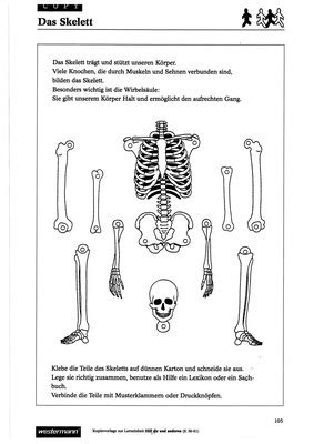 das skelett verlage der westermann gruppe
