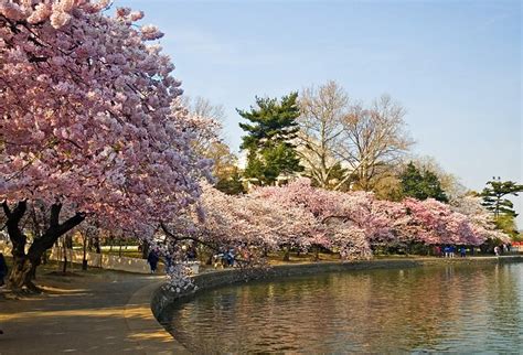 Foto Foto Pemandangan Bunga Sakura Jepang 4 Flickr