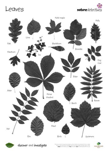 leaf identification  naturedetectives teaching resources tes