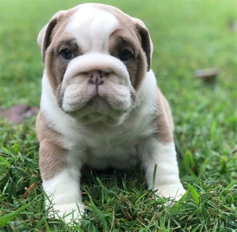 english bulldog puppies  sale pikeville ky