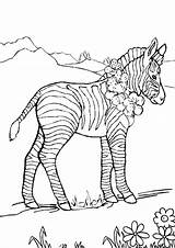 Zebra Pages Coloring Realistic Clip Baby Stripes Marty Getcolorings Colouring Getdrawings Color sketch template