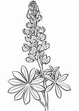 Lupine Bluebonnet Colorear Lupin Bonnet Colouring Bonnets sketch template