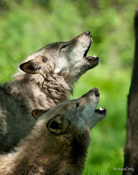 howling  wolvesonly redbubble