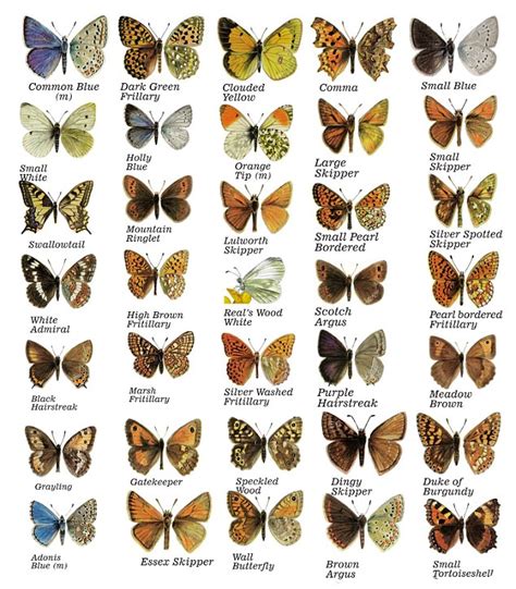 types  butterflies  pictures  names   british