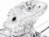 Bearded Dragon Drawing Coloring Pages Vitticeps Pogona Deviantart Choose Board Drawings Paintingvalley Detailed sketch template
