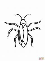 Cockroach Drawing Coloring Pages Getdrawings Sketch Template sketch template