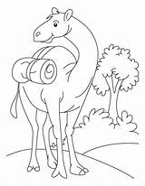 Bestcoloringpagesforkids Arabian Australian Getdrawings Camels Kamel Kuwait Ausmalbilder Designlooter sketch template
